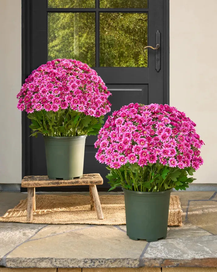 💥limited-time offe- Artificial Outdoor Sunset Mums Flowers - Waterproof, Windproof