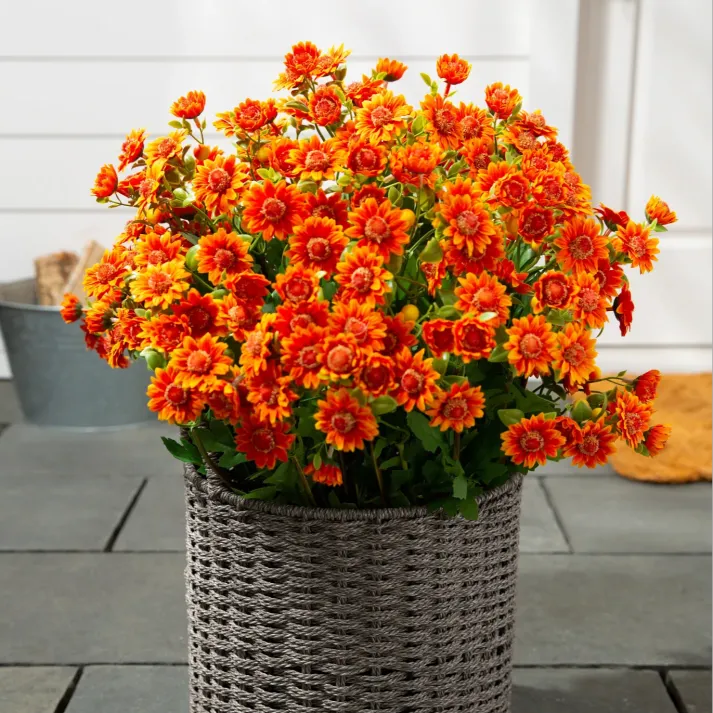 💥limited-time offe- Artificial Outdoor Sunset Mums Flowers - Waterproof, Windproof