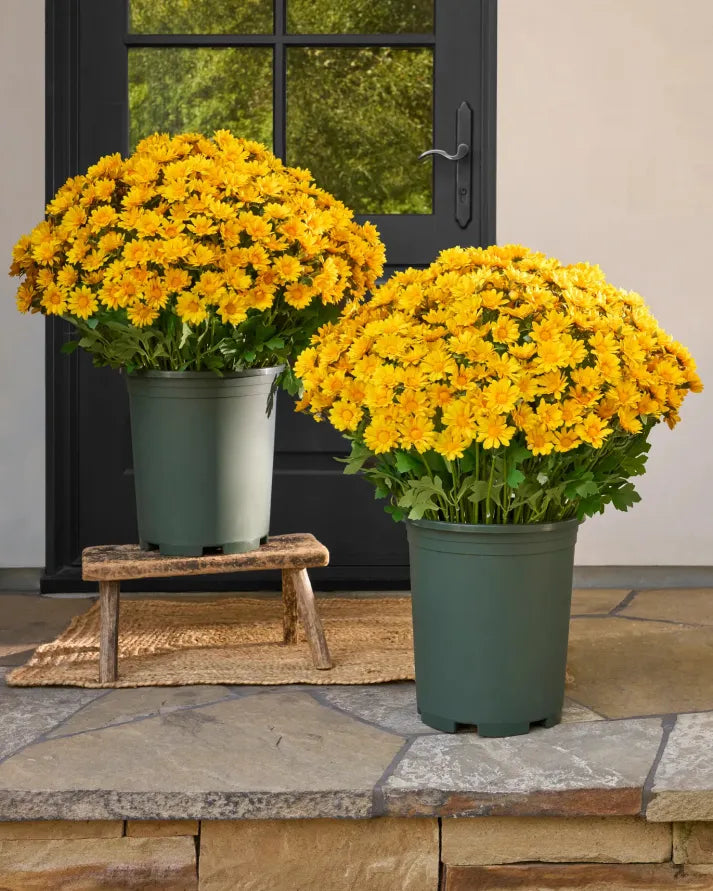 💥limited-time offe- Artificial Outdoor Sunset Mums Flowers -  Waterproof, Windproof