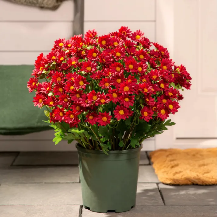 💥limited-time offe- Artificial Outdoor Sunset Mums Flowers -  Waterproof, Windproof