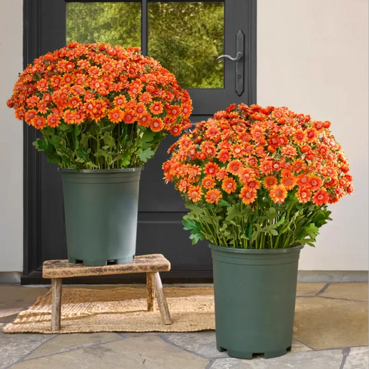 💥limited-time offe- Artificial Outdoor Sunset Mums Flowers -  Waterproof, Windproof