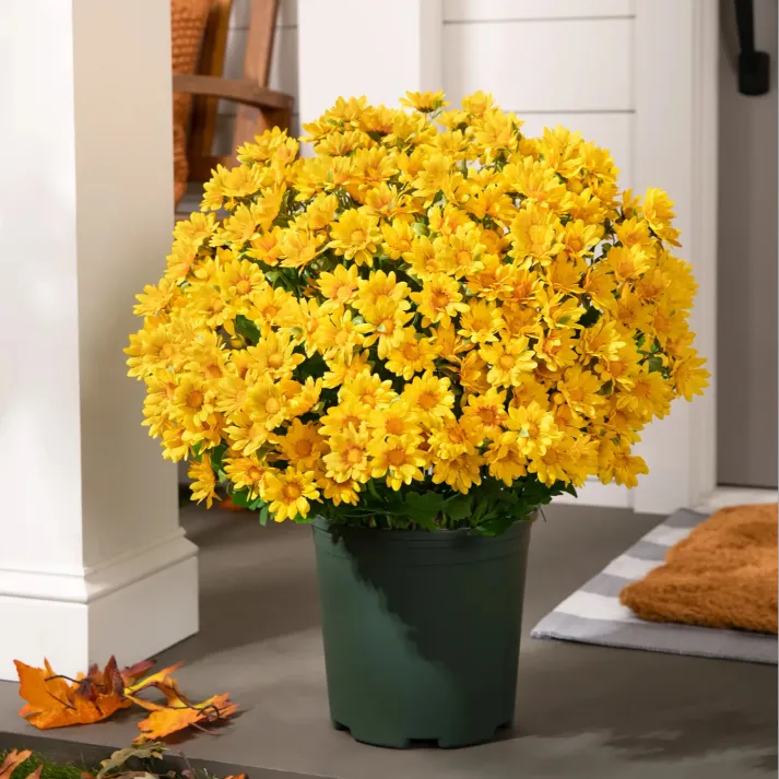 💥limited-time offe- Artificial Outdoor Sunset Mums Flowers -  Waterproof, Windproof