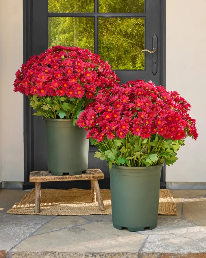💥limited-time offe- Artificial Outdoor Sunset Mums Flowers -  Waterproof, Windproof