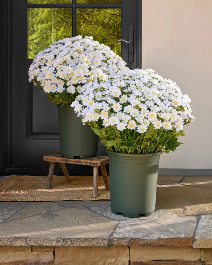 💥limited-time offe- Artificial Outdoor Sunset Mums Flowers -  Waterproof, Windproof