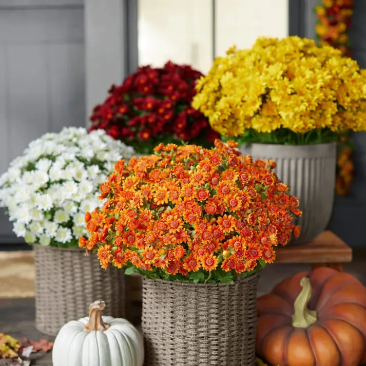 💥limited-time offe- Artificial Outdoor Sunset Mums Flowers -  Waterproof, Windproof